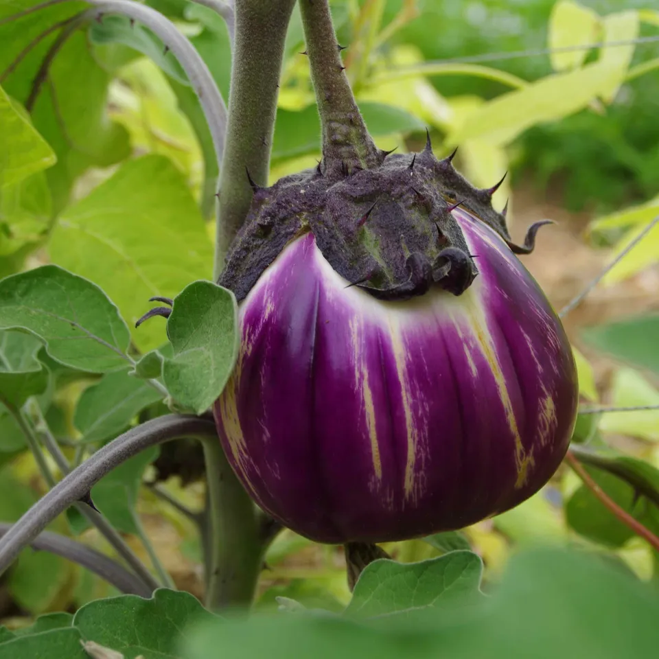 les-semences-de-l-ombelle-florence-aubergine-ronde-graines-bio image 1