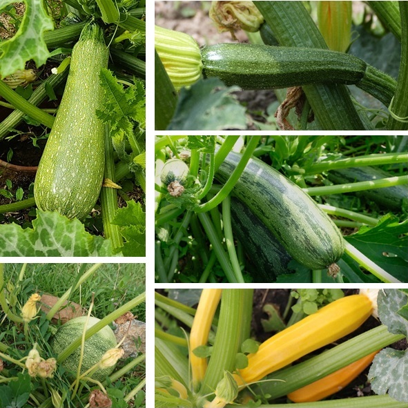 les-semences-de-l-ombelle-courgette-m-lange-graines-potag-res-bio image 1