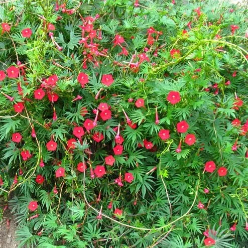 la-bo-te-graines-ipom-e-multifida-graines-fleurs-bio-rouge image 1