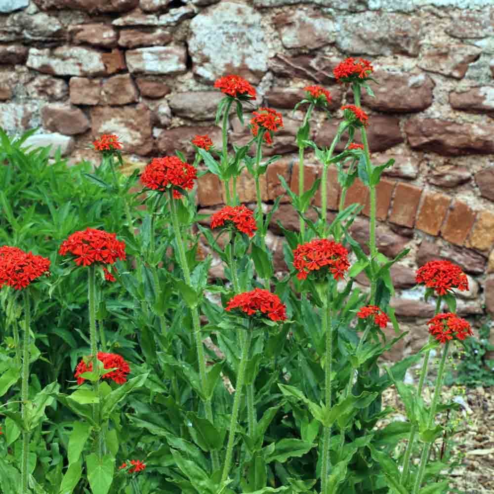ferme-de-sainte-marthe-croix-de-malte-graines-bio-vivace-rouge image 1
