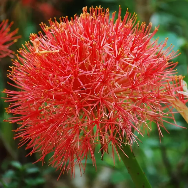 ferme-de-sainte-marthe-scadoxus-multiflorus-bulbe-exotique image 1