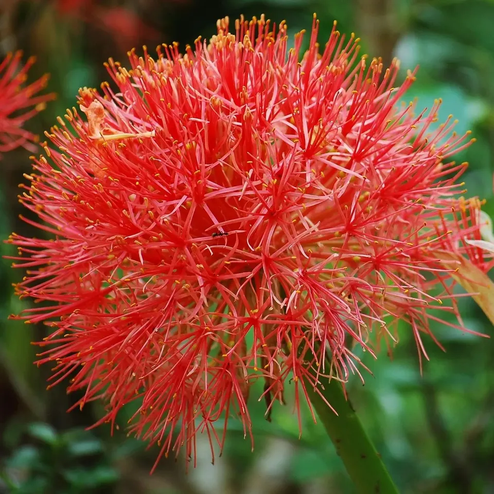 ferme-de-sainte-marthe-scadoxus-multiflorus-bulbe-exotique image 1