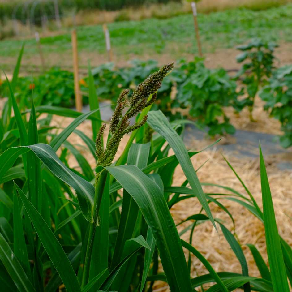la-bo-te-graines-millet-japonais-graines-c-r-ale-bio-sans-gluten image 1
