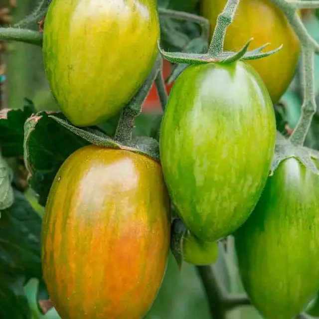 ferme-de-sainte-marthe-lucky-tiger-graines-de-tomate-cerise-bio image 1
