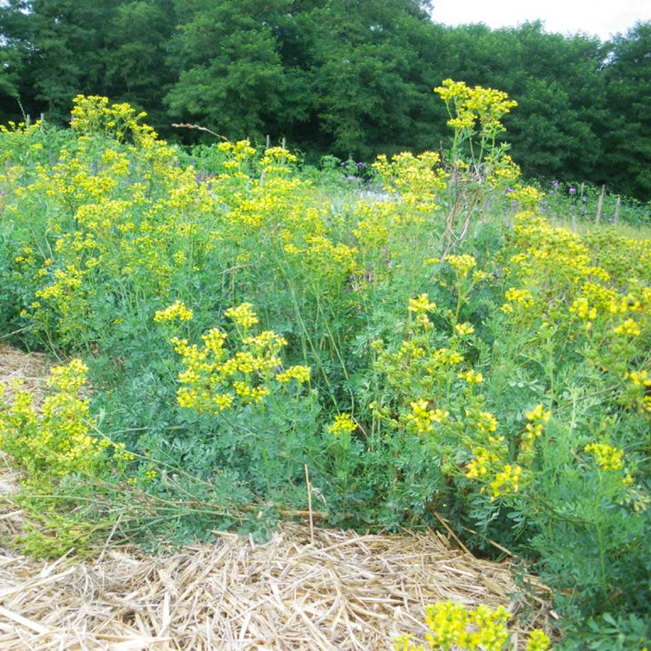 la-bo-te-graines-rue-officinale-bio-graines-aromatique-toxique image 2