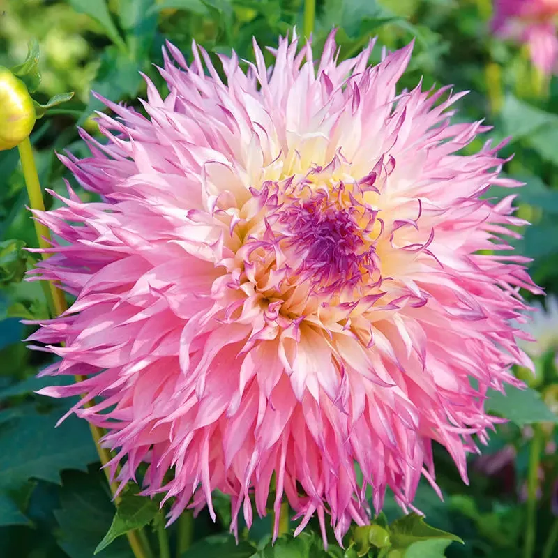 ferme-de-sainte-marthe-dahlia-pineland-s-princess-bulbe-rose-p-le image 1