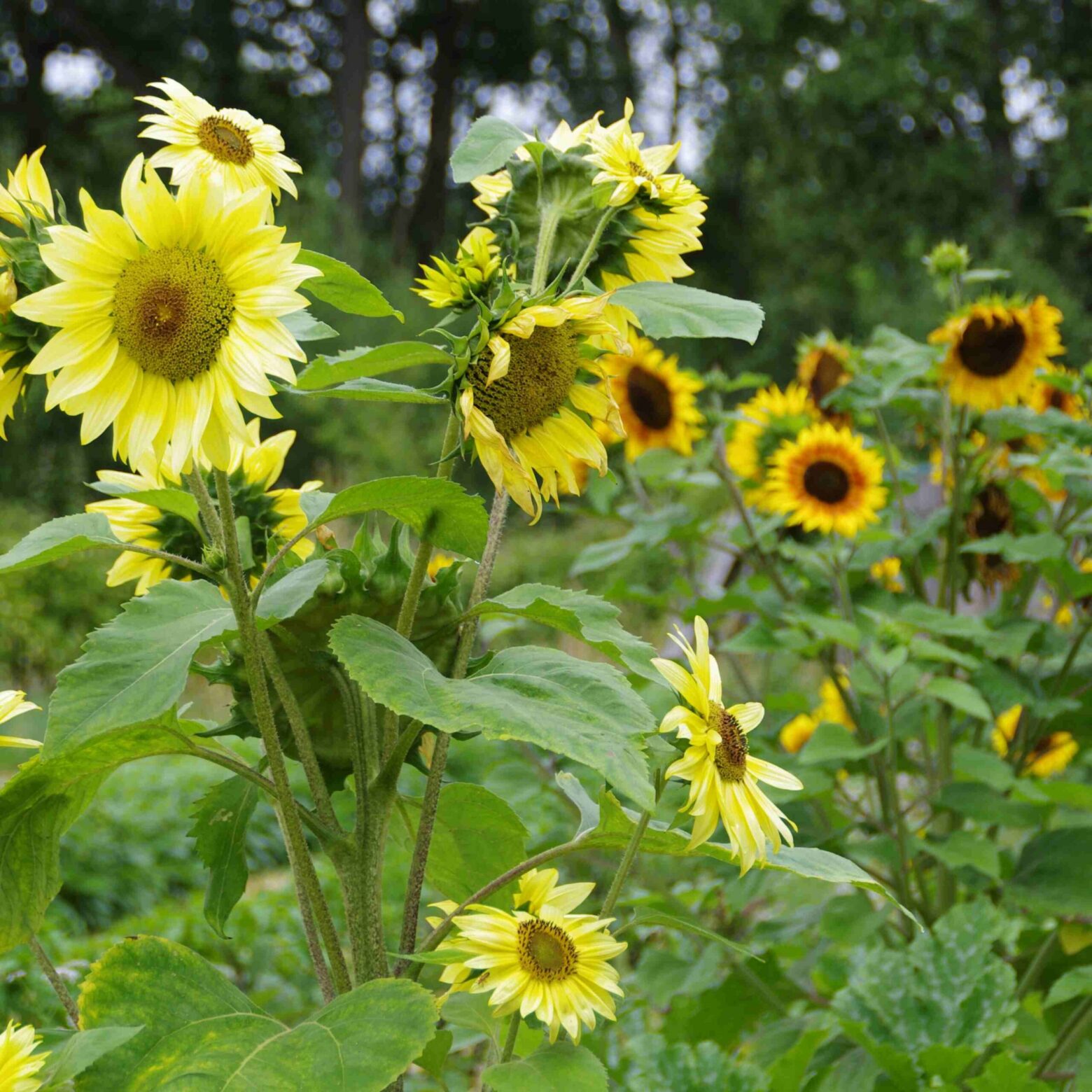 les-semences-de-l-ombelle-tournesol-en-m-lange-graines-bio-fleurs image 2