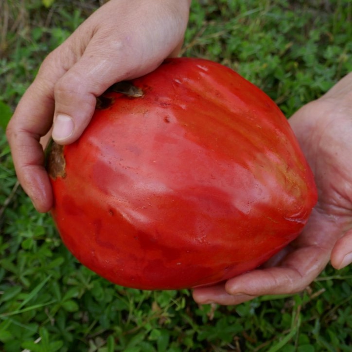 la-bo-te-graines-beefsteak-graines-tomate-bio-gros-fruit image 1
