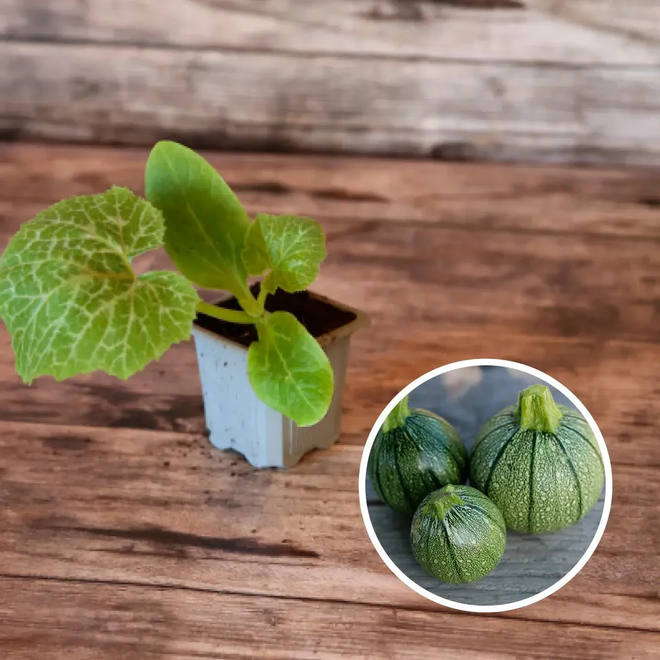 ferme-de-sainte-marthe-courgette-ronde-de-nice-plant-bio image 1