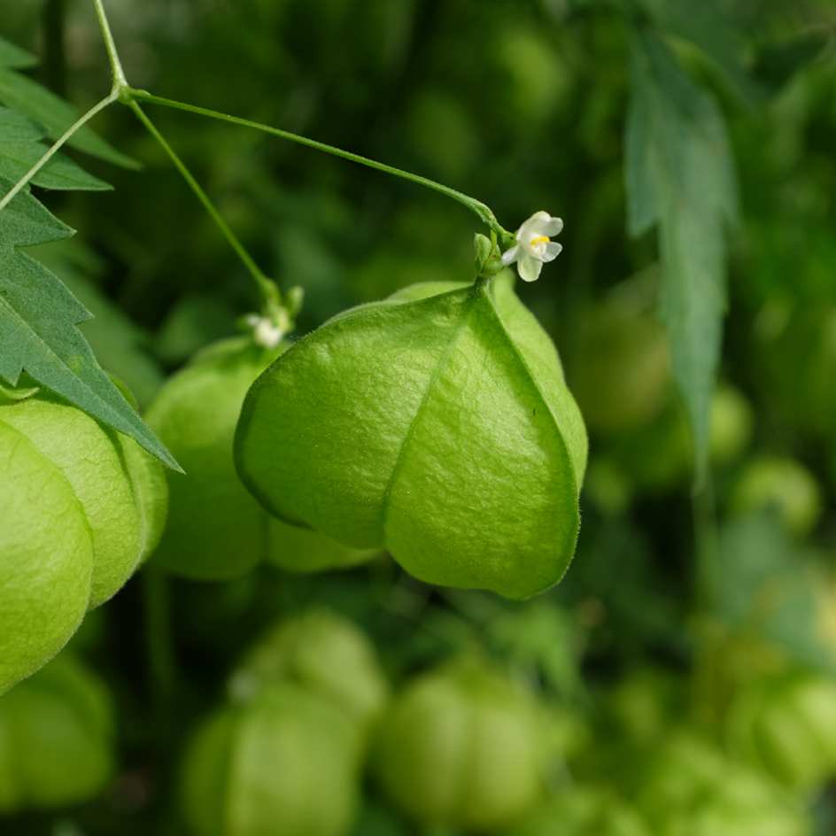 la-bo-te-graines-pois-de-c-ur-graines-fleurs-bio-grimpante image 1