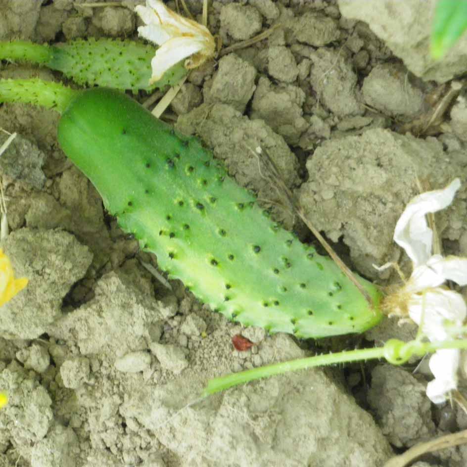 la-bo-te-graines-cornichon-meaux-bio-graines-l-gumes-vinaigre image 1