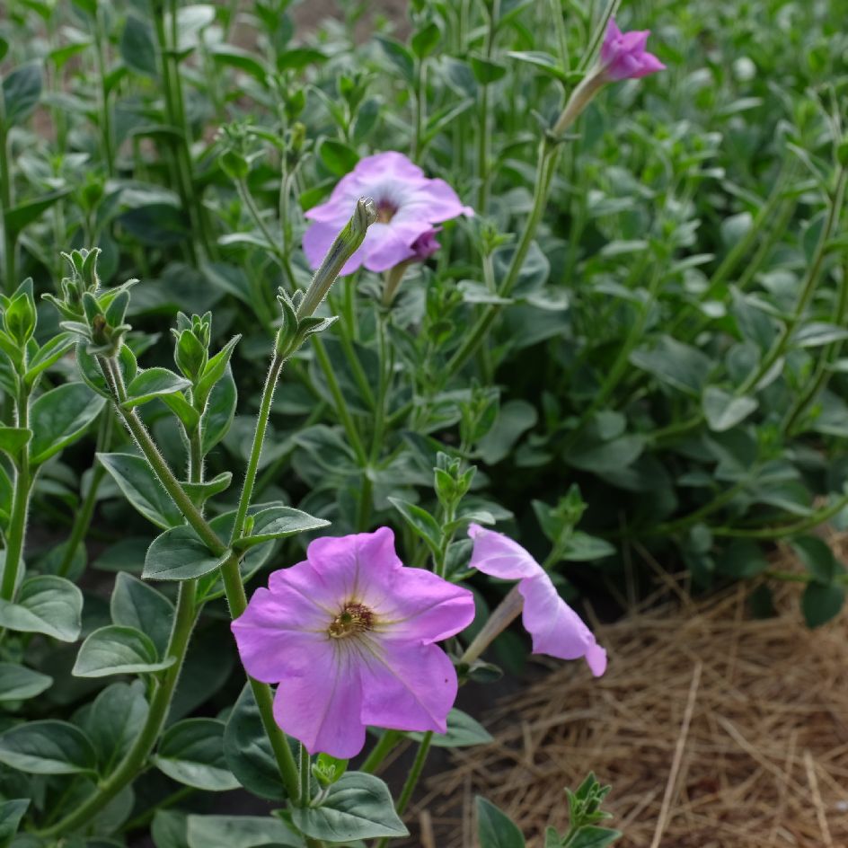 la-bo-te-graines-petunia-integrifolia-bio-graines-fleurs image 2