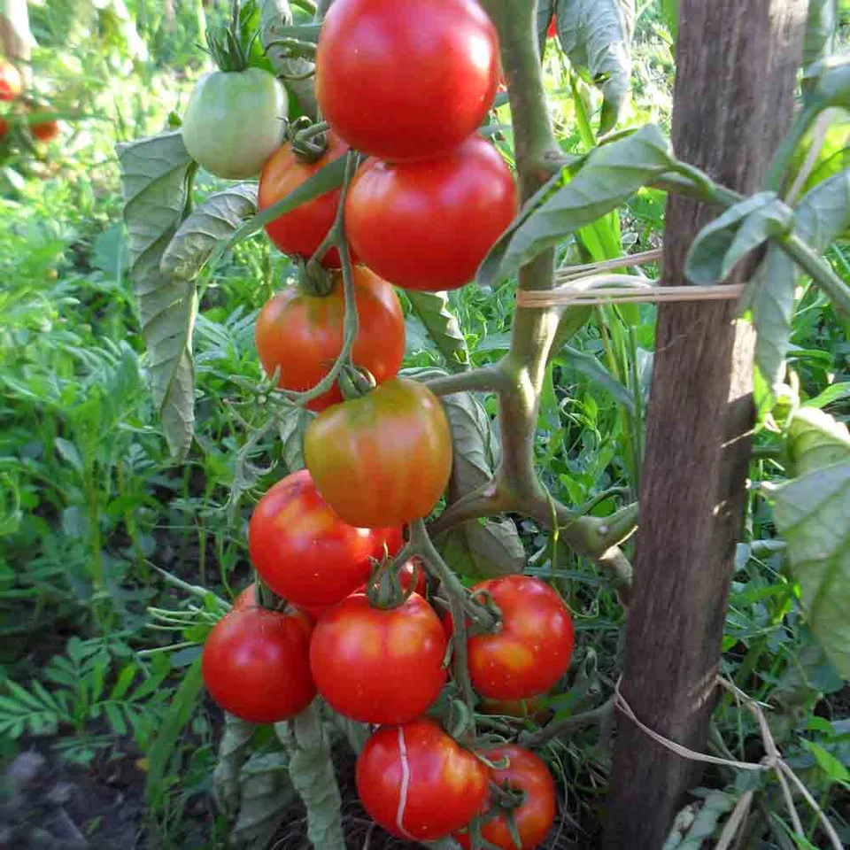 ferme-de-sainte-marthe-tomate-glacier-graines-bio-sachet image 1
