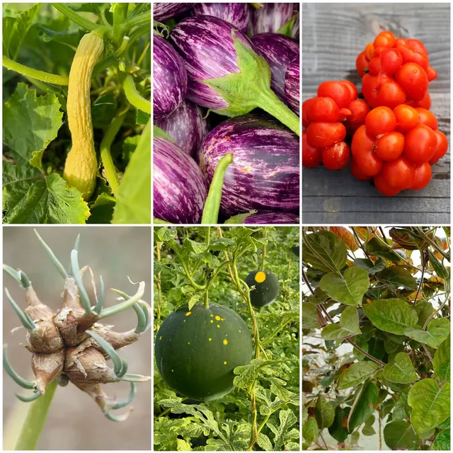 ferme-de-sainte-marthe-curiosit-s-planter-collection-graines image 1