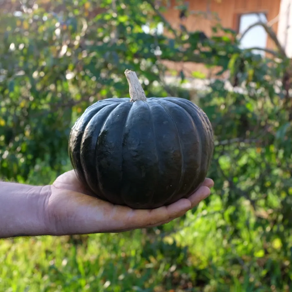 la-bo-te-graines-potiron-zapallito-bio-graines-courge-verte image 1