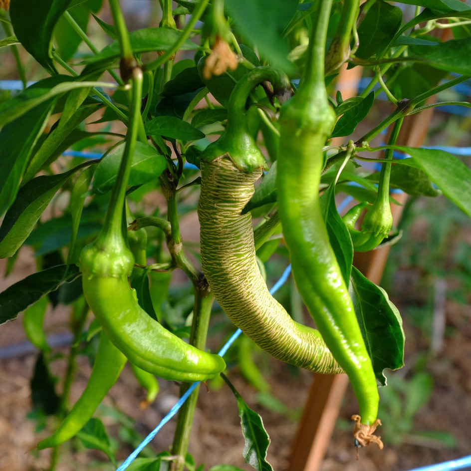 la-bo-te-graines-piment-rezha-macedonian-graines-bio-long image 3