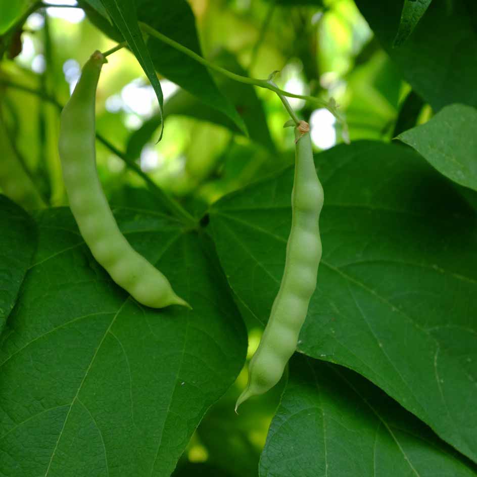 la-bo-te-graines-graines-l-gumes-haricot-saint-sacrement-bio-graines image 3