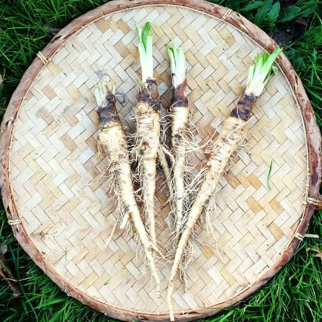 la-bo-te-graines-graines-l-gumes-salsifis-blanc-mammouth-bio image 1