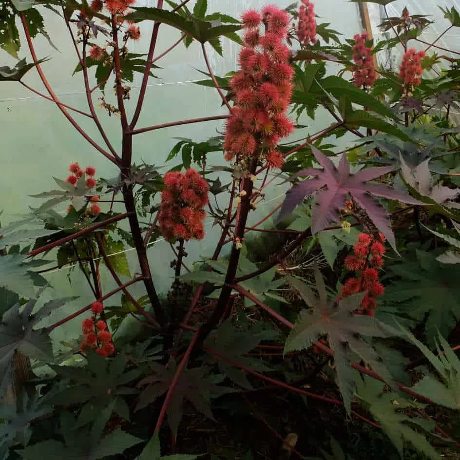 la-bo-te-graines-ricin-impala-bio-graines-fleurs-feuillage-rouge image 1