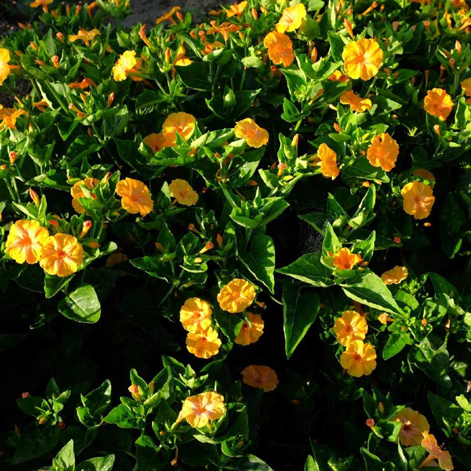 la-bo-te-graines-graines-fleurs-belle-de-nuit-orange-bio image 3