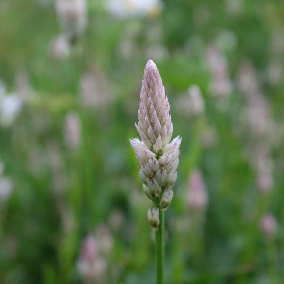 la-bo-te-graines-c-losie-xantippe-bio-graines-fleurs image 2