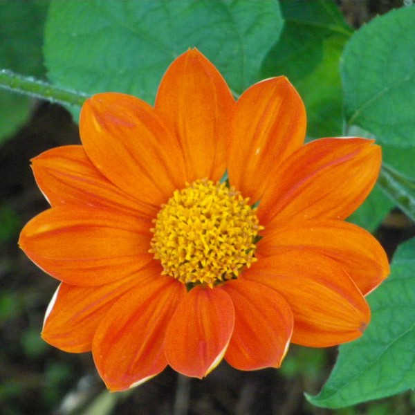 la-bo-te-graines-tithonia-rotundifolia-torch-graines-fleurs-bio-orange image 1
