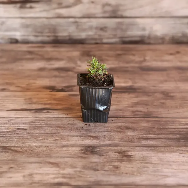ferme-de-sainte-marthe-lavande-officinale-plant-bio-vivace-parfum-e image 1