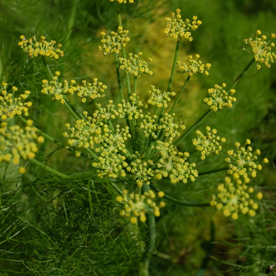 la-bo-te-graines-fenouil-finale-graines-l-gumes-bio image 5