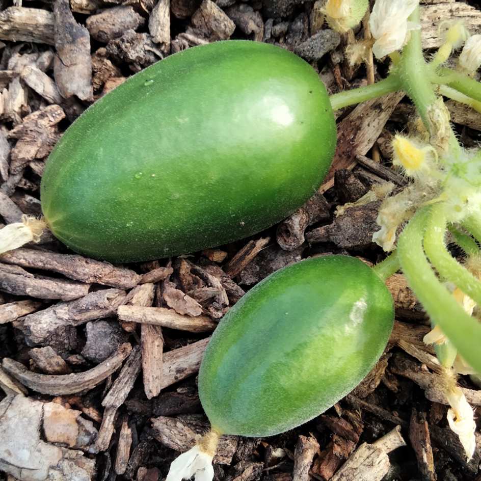 la-bo-te-graines-graines-l-gumes-cornichon-russe-bio-pr-coce image 1