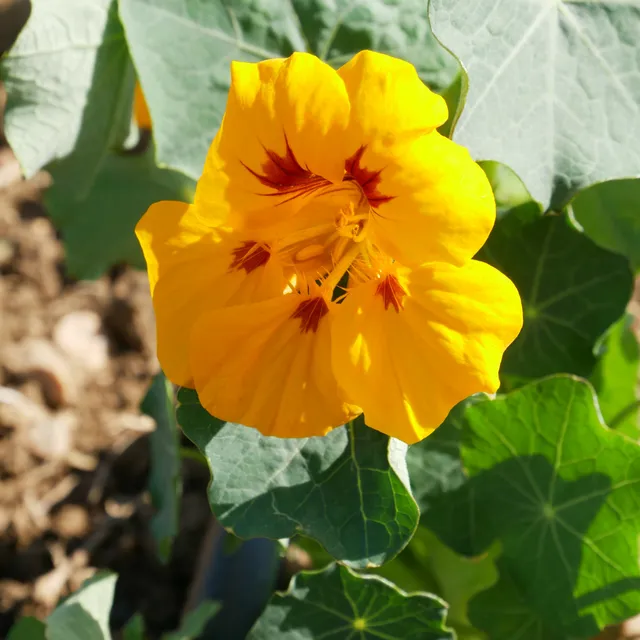la-bo-te-graines-capucine-naine-lady-bird-gold-fleurs-bio image 1