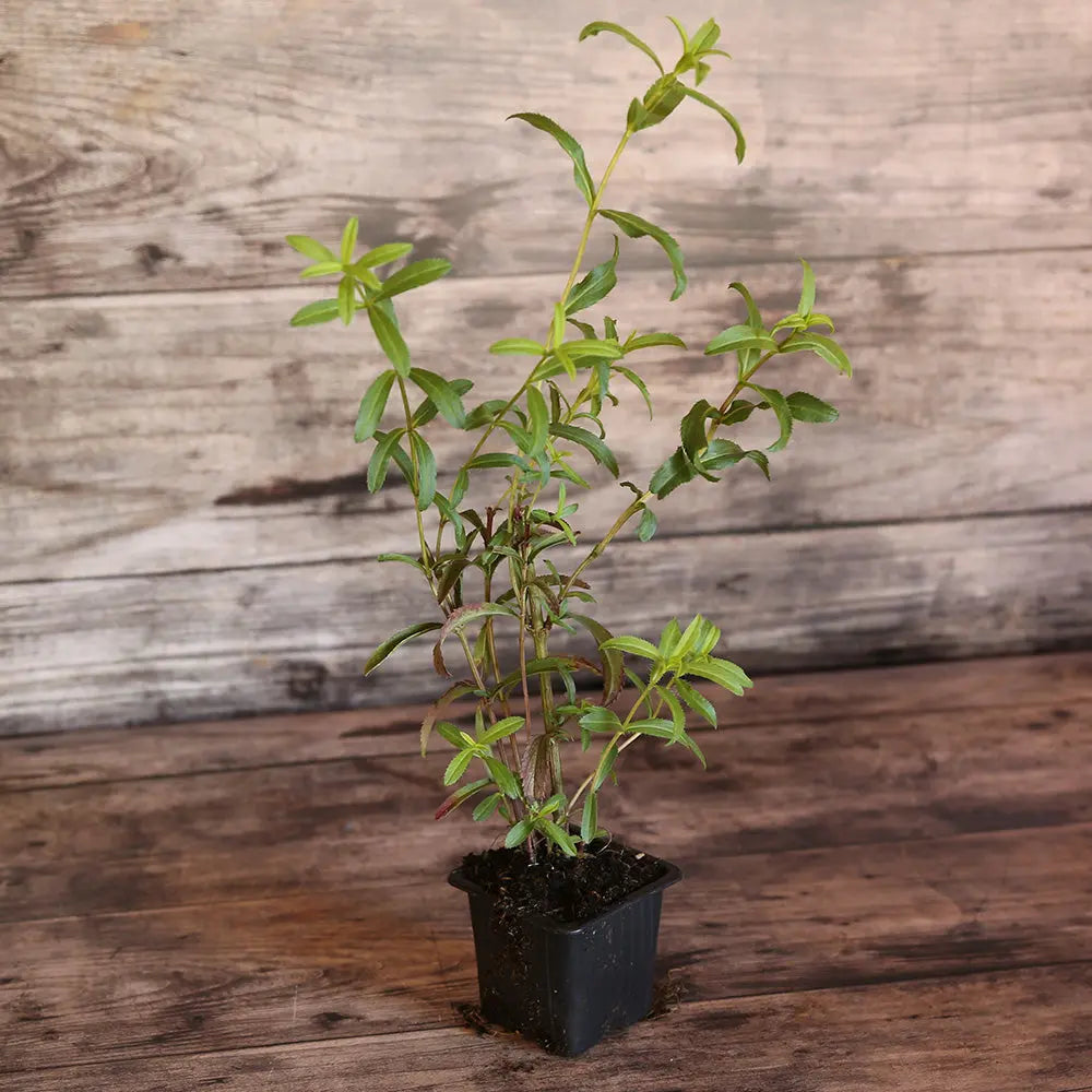 ferme-de-sainte-marthe-estragon-du-mexique-plant-bio-pot image 1