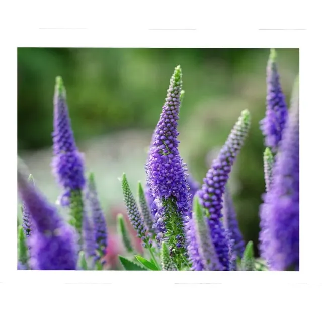 graines-bocquet-v-ronique-vivace-pi-bleu-graines-fleurs-0-5-g image 1