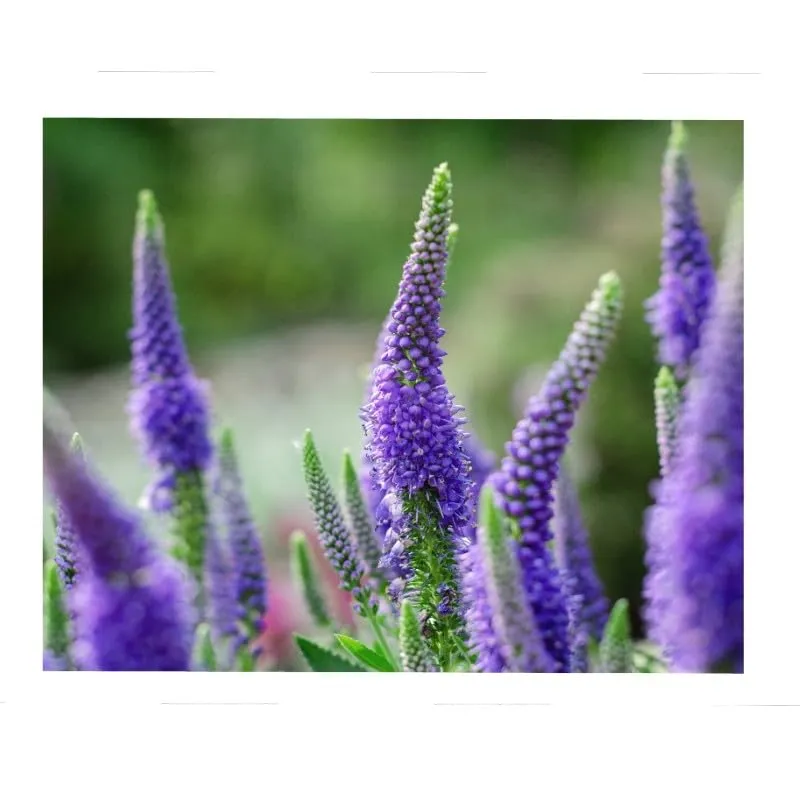 graines-bocquet-v-ronique-vivace-pi-bleu-graines-fleurs-0-5-g image 1
