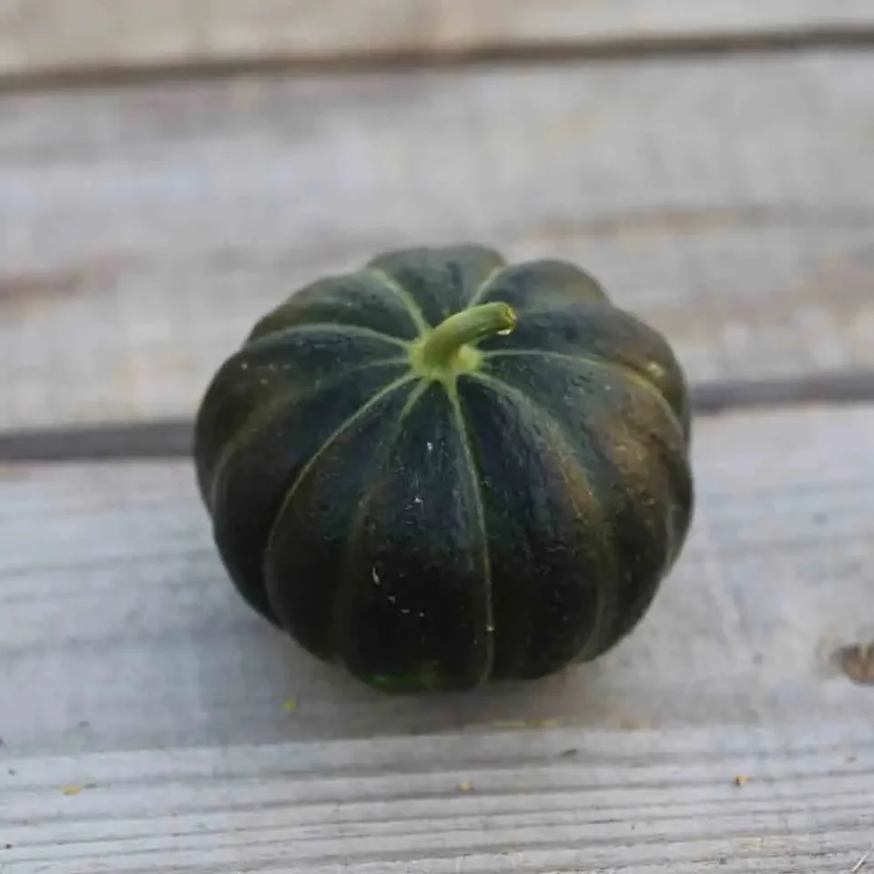 ferme-de-sainte-marthe-noir-des-carmes-graines-de-melon-bio image 1