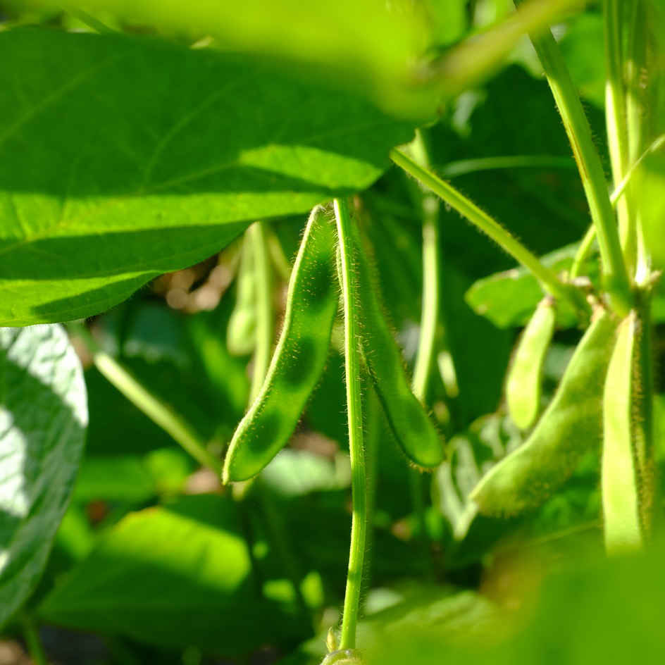 la-bo-te-graines-soja-black-jet-graines-bio-edamame-noir image 1