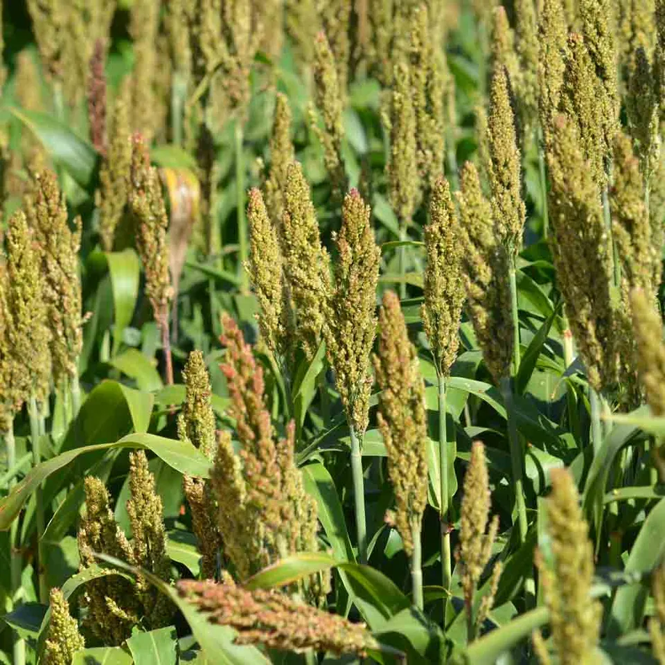 ferme-de-sainte-marthe-sorgho-iowa-sweet-graines-fleurs-bio-3-m image 1