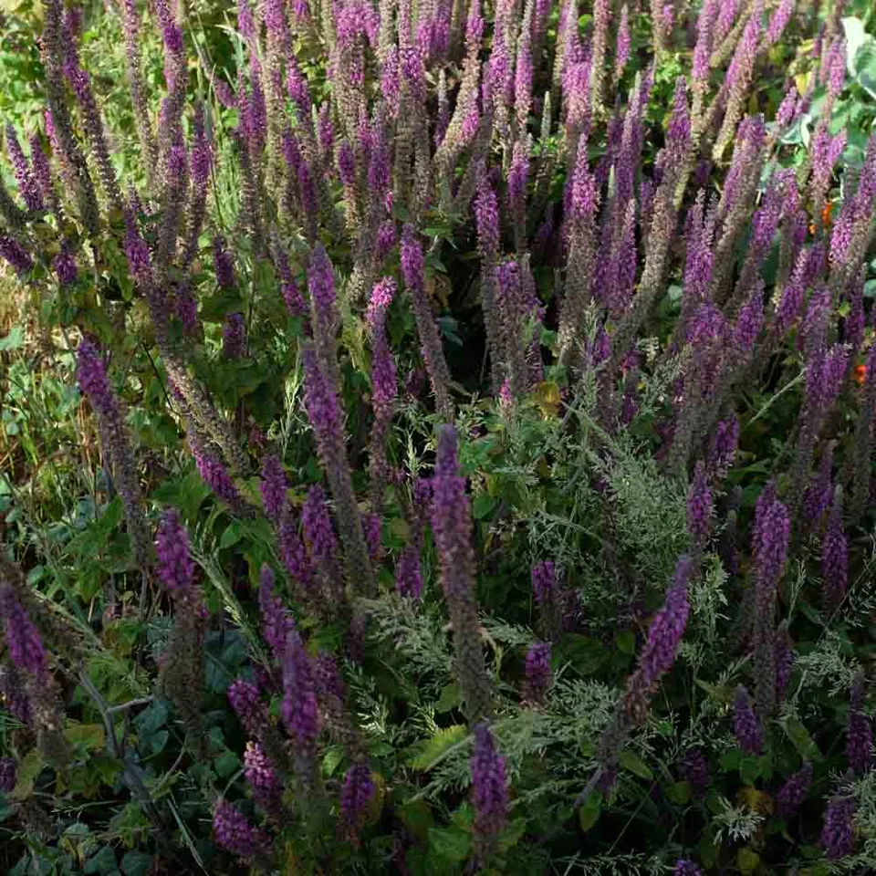 ferme-de-sainte-marthe-germandr-e-d-iran-ab-graines-fleurs-vivace image 1