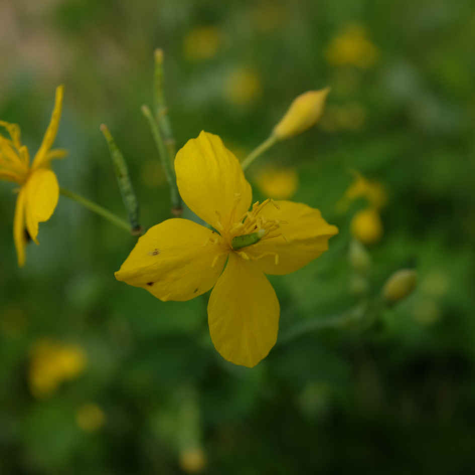 la-bo-te-graines-grande-ch-lidoine-bio-graines-fleurs-vivaces image 1