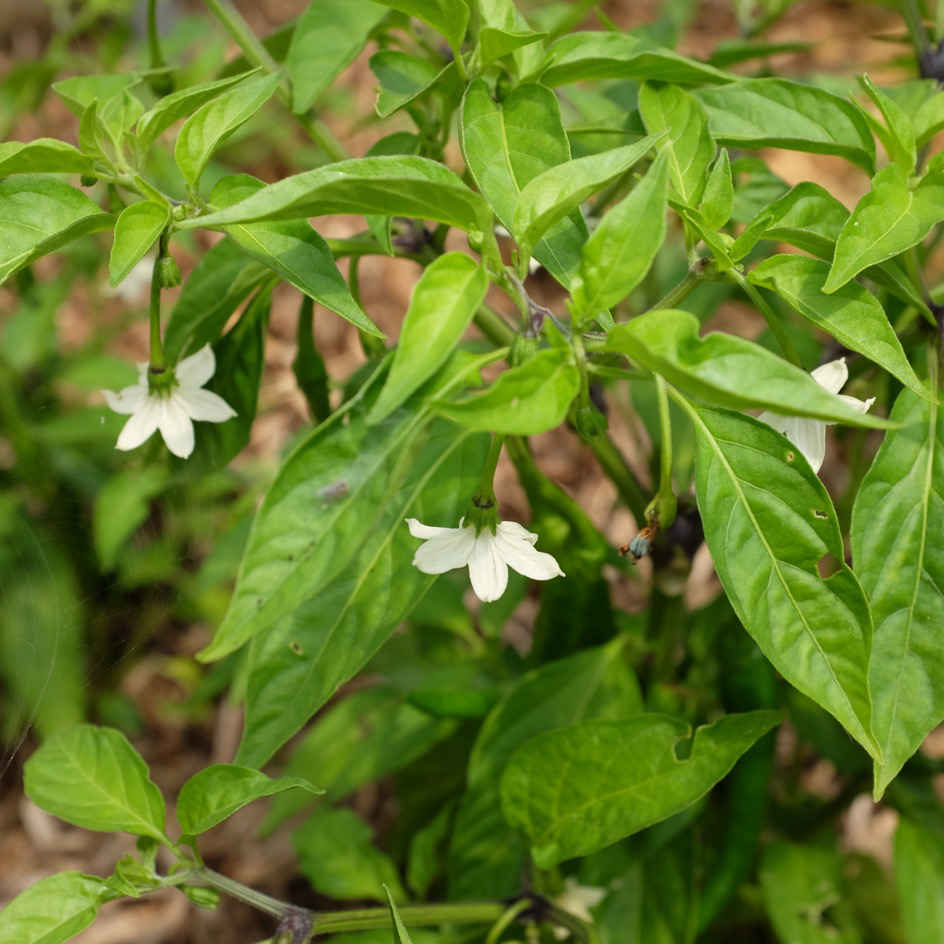 la-bo-te-graines-graines-l-gumes-piment-jwala-bio-semences-fort image 2