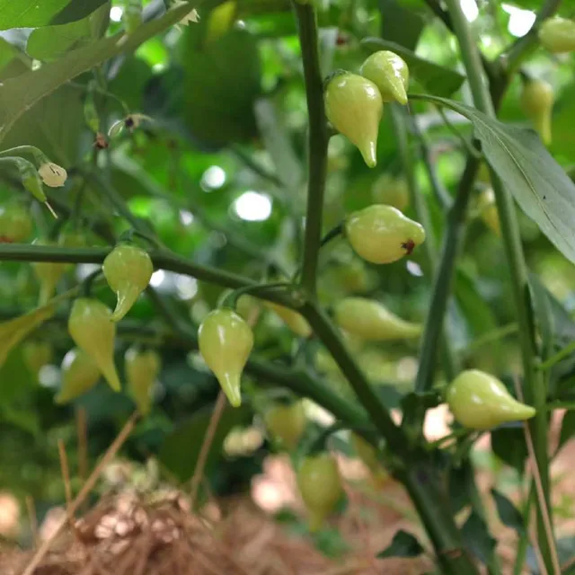la-bo-te-graines-piment-biquinho-rouge-bio-graines image 1