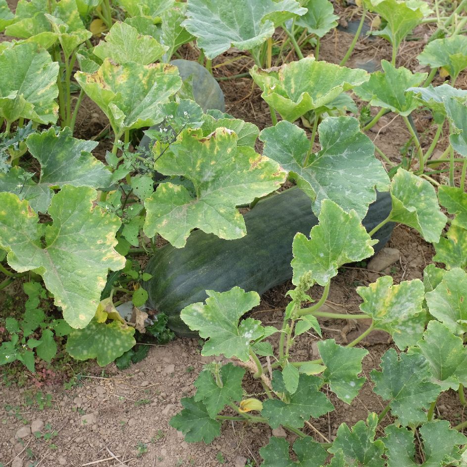 la-bo-te-graines-courge-longue-de-naples-graines-bio image 2