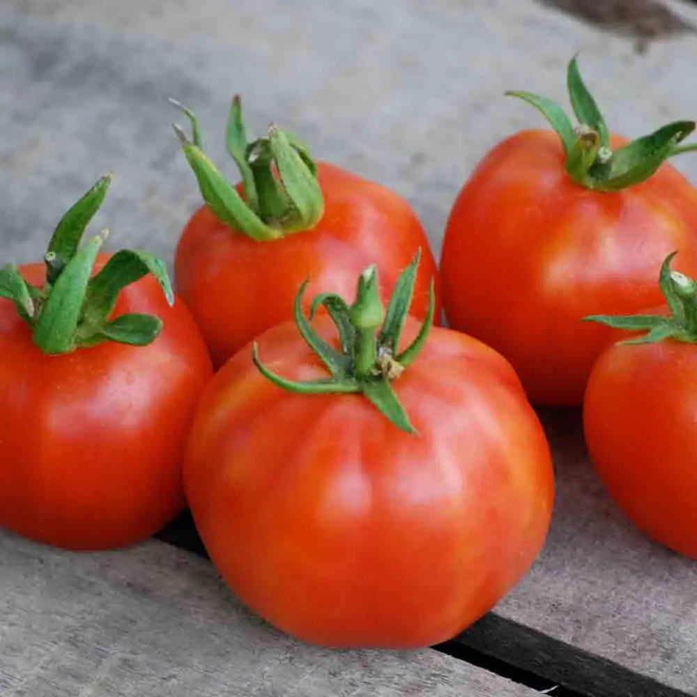 ferme-de-sainte-marthe-p-che-graines-tomate-bio-sachet-mi-saison image 1