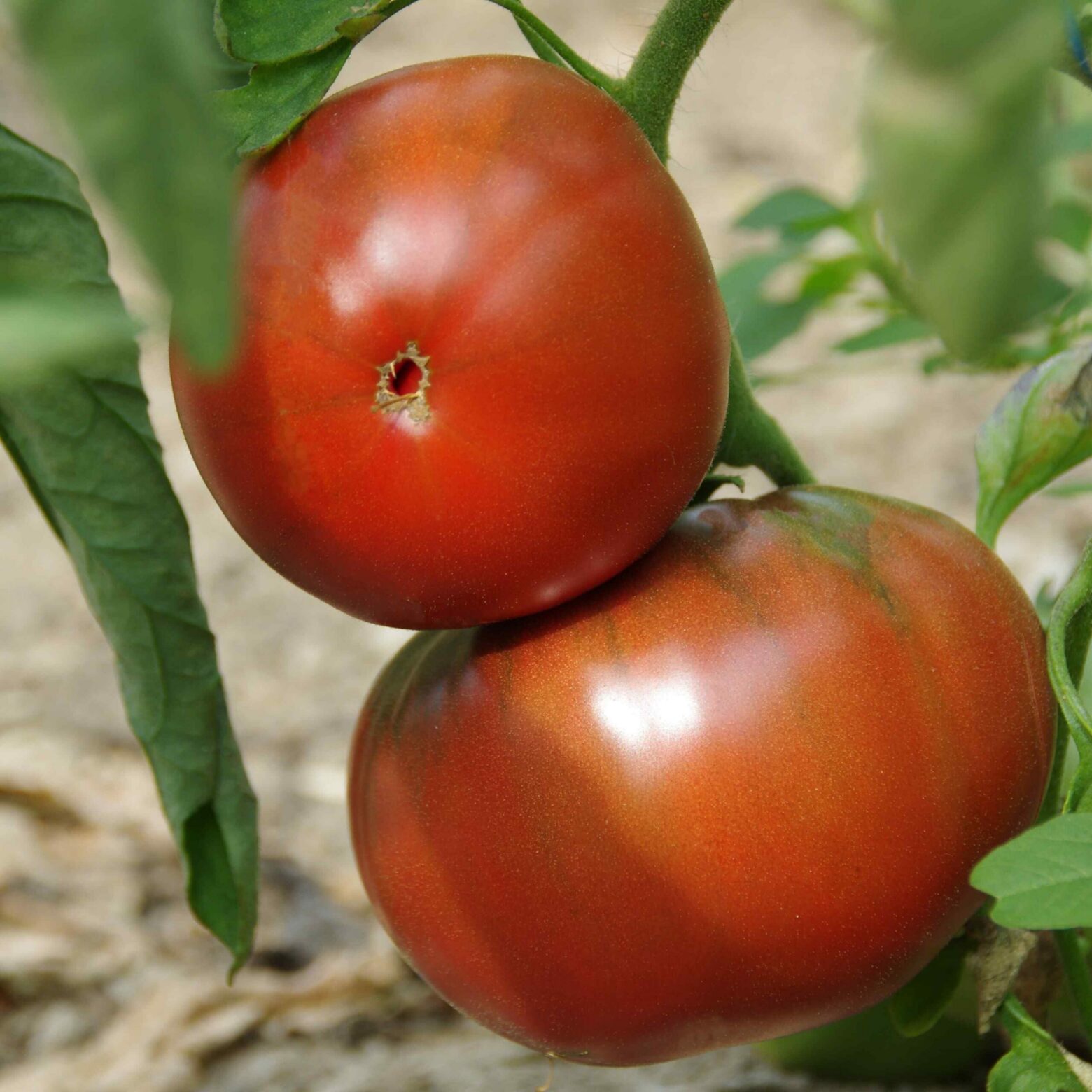 les-semences-de-l-ombelle-tomate-noire-de-crim-e-graines-bio image 1