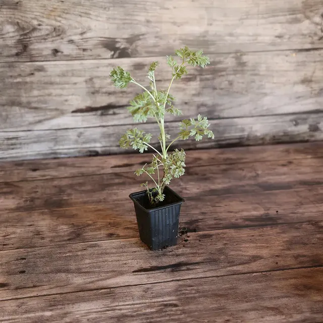 ferme-de-sainte-marthe-absinthe-plant-bio-vivace-argent image 1