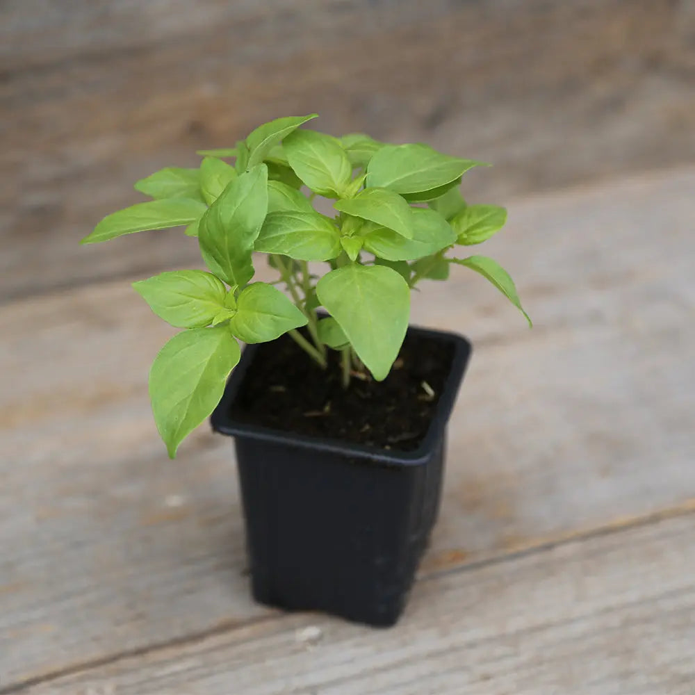 ferme-de-sainte-marthe-basilic-citron-vert-plant-bio-potager image 1