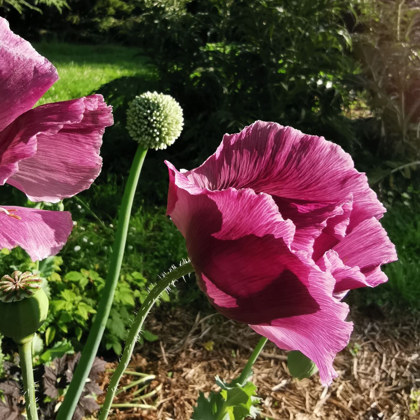 les-semences-de-l-ombelle-pavot-lauren-s-grape-bio-graines-fleurs-violet image 4