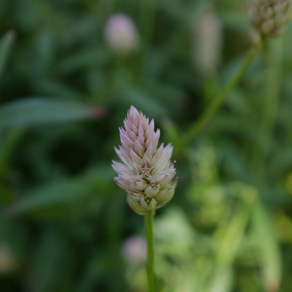 la-bo-te-graines-c-losie-xantippe-bio-graines-fleurs image 4
