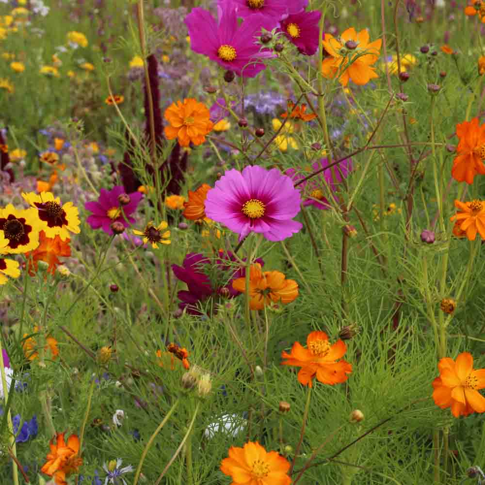 ferme-de-sainte-marthe-m-lange-coccinelles-graines-de-fleurs-5g image 1
