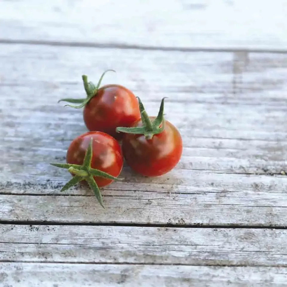 ferme-de-sainte-marthe-chinese-black-pearl-graines-tomates-bio image 1