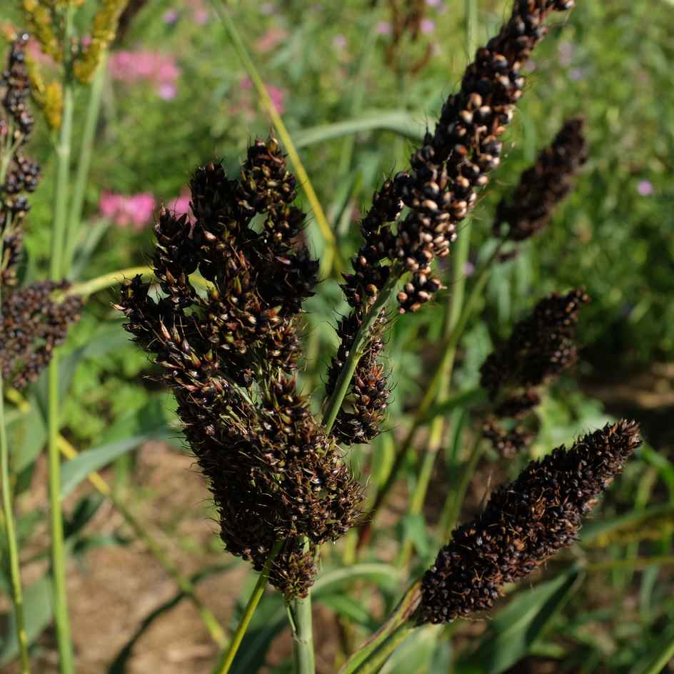 la-bo-te-graines-graines-l-gumes-sorgho-black-falcon-bio image 3